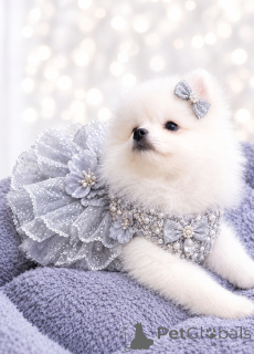 Photo №1. pomeranian - for sale in the city of Dnipro | 619$ | Announcement № 177027