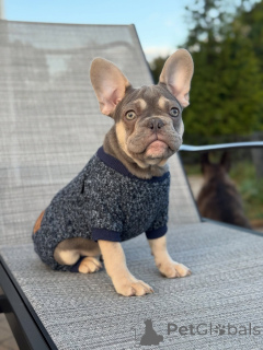 Photo №1. french bulldog - for sale in the city of Munich | negotiated | Announcement № 152121