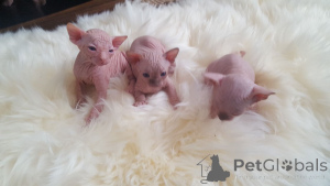 Photo №4. I will sell sphynx cat in the city of Anderlecht. private announcement, breeder - price - 1032$