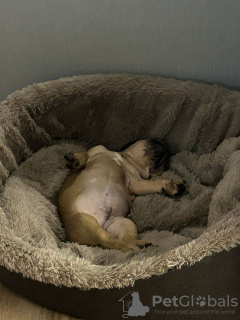 Photo №3. Selling a puppy of French bulldog. Russian Federation