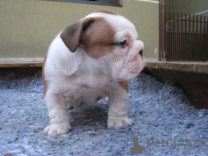Photo №2 to announcement № 160066 for the sale of english bulldog - buy in United States 