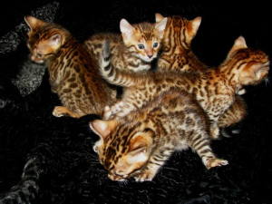 Photo №3. Bengal kittens Bengal, Abyssinian cattery sunnybunny.by. Belarus