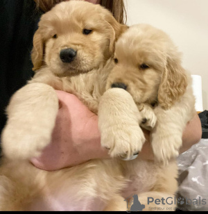 Photo №1. golden retriever - for sale in the city of Эспоо | negotiated | Announcement № 123598