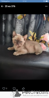 Photo №1. burmese cat - for sale in the city of Москва | 338$ | Announcement № 11676