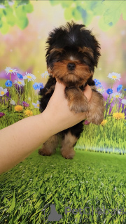 Photo №1. yorkshire terrier - for sale in the city of Эспоо | 941$ | Announcement № 129650