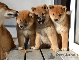 Additional photos: Shiba Inu puppies