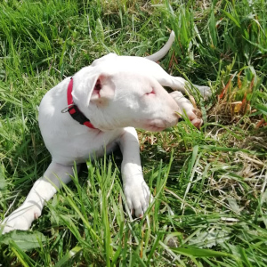 Photo №2 to announcement № 6896 for the sale of bull terrier - buy in Belarus breeder