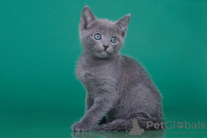 Photo №1. russian blue - for sale in the city of Gelsenkirchen | Is free | Announcement № 95892