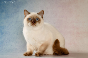 Photo №1. british shorthair - for sale in the city of Kherson | 650$ | Announcement № 4753