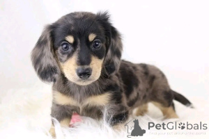 Photo №3. Cute adorable Dachshund Puppies for sale contact whatsapp business 447450021323. Germany