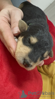 Photo №2 to announcement № 129024 for the sale of airedale terrier - buy in Cyprus breeder
