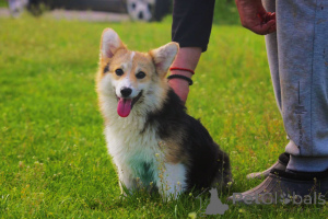 Photo №1. welsh corgi - for sale in the city of Bačka Topola | 14$ | Announcement № 141164