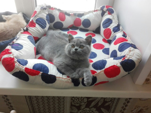 Photo №1. british shorthair - for sale in the city of Chelyabinsk | negotiated | Announcement № 1373