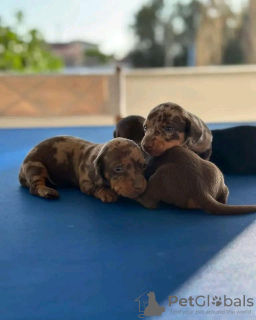 Photo №3. Vaccinated dachshund puppies. Ukraine