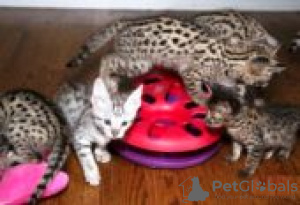 Photo №1. savannah cat - for sale in the city of Paris | Is free | Announcement № 128589