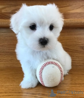 Photo №1. maltese dog - for sale in the city of Sion | 371$ | Announcement № 107526