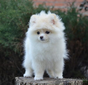 Photo №1. pomeranian - for sale in the city of Stockholm | 1500$ | Announcement № 52276