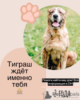 Photo №1. central asian shepherd dog - for sale in the city of Москва | Is free | Announcement № 17330