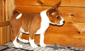Photo №1. basenji - for sale in the city of Gomel | 800$ | Announcement № 33080