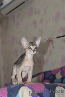 Photo №1. abyssinian cat - for sale in the city of Rostov-on-Don | 307$ | Announcement № 7632