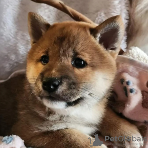 Additional photos: Shiba Inu, ZKwP records