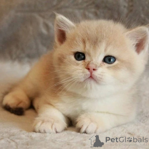 Photo №3. Male and female British Shorthair kittens for adoption. United Kingdom