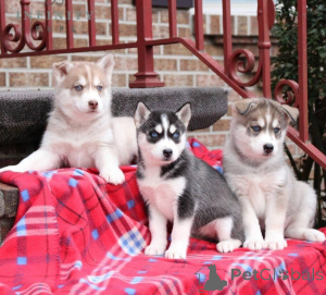 Photo №1. siberian husky - for sale in the city of Hiidenvaara | negotiated | Announcement № 162118