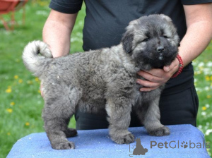 Photo №2 to announcement № 167712 for the sale of caucasian shepherd dog - buy in Serbia 
