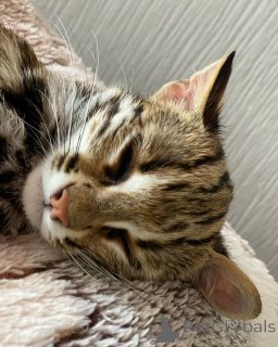 Photo №2 to announcement № 135148 for the sale of ocicat - buy in France breeder