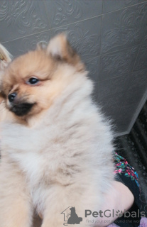 Photo №2 to announcement № 9345 for the sale of pomeranian - buy in Belarus private announcement