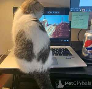 Photo №1.  - for sale in the city of Buggenhout | negotiated | Announcement № 165468