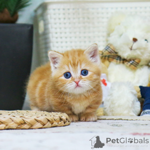 Photo №4. I will sell munchkin in the city of Aberts. breeder - price - 300$