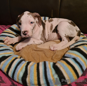 Photo №1. great dane - for sale in the city of Fujairah | 402$ | Announcement № 13798