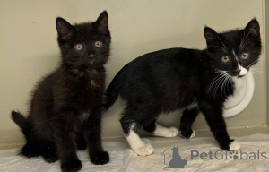 Photo №1.  - for sale in the city of Moscow river | Is free | Announcement № 149041