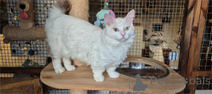 Photo №1. munchkin - for sale in the city of Alsdorf | 329$ | Announcement № 153205