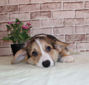 Photo №4. I will sell welsh corgi in the city of St. Petersburg. breeder - price - 1047$