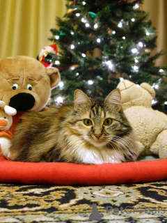 Photo №3. Domestic tricolor cat Delka is in good hands. Russian Federation