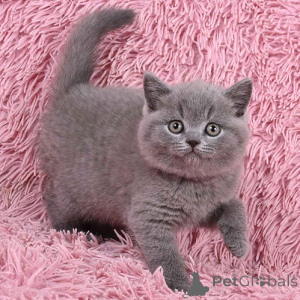 Photo №3. British Shorthair kittens. Germany