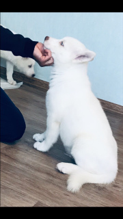 Photo №2 to announcement № 2647 for the sale of siberian husky - buy in Russian Federation private announcement, from nursery, breeder