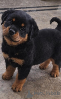 Photo №2 to announcement № 168419 for the sale of rottweiler - buy in Netherlands breeder