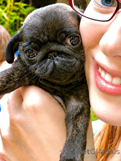 Photo №1. pug - for sale in the city of Leverkusen | negotiated | Announcement № 174876