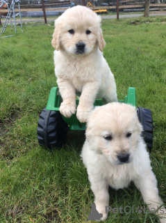 Photo №1. golden retriever - for sale in the city of Аугсбург | 423$ | Announcement № 124666