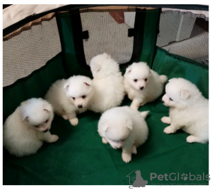Photo №1. pomeranian - for sale in the city of St. Gallen | negotiated | Announcement № 64746