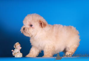 Additional photos: Maltipoo F1 puppies girls mini