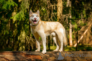 Additional photos: Handsome husky Hart is in good hands