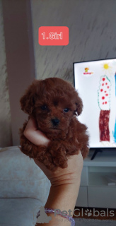 Photo №1. poodle (toy) - for sale in the city of Kula | negotiated | Announcement № 78047