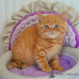 Photo №1. british shorthair - for sale in the city of Grimsby | negotiated | Announcement № 173826