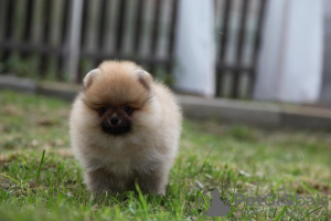 Photo №2 to announcement № 7196 for the sale of pomeranian - buy in Russian Federation from nursery