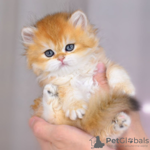 Additional photos: British Golden Chinchilla kittens with WCF pedigree