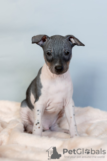 Photo №1. american hairless terrier - for sale in the city of Klaipėda | negotiated | Announcement № 50214